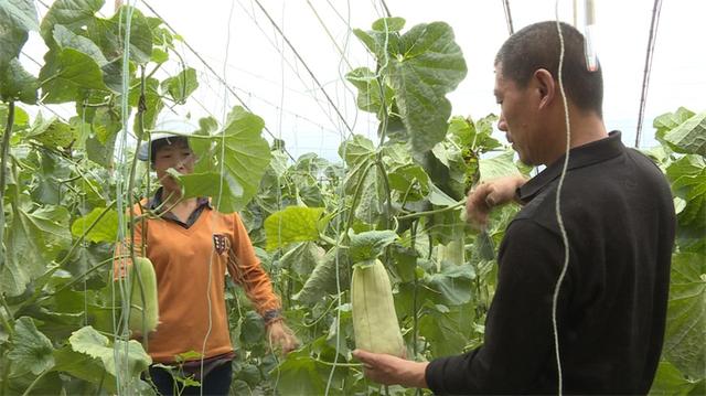 最新高石脆瓜价格及市场分析概述