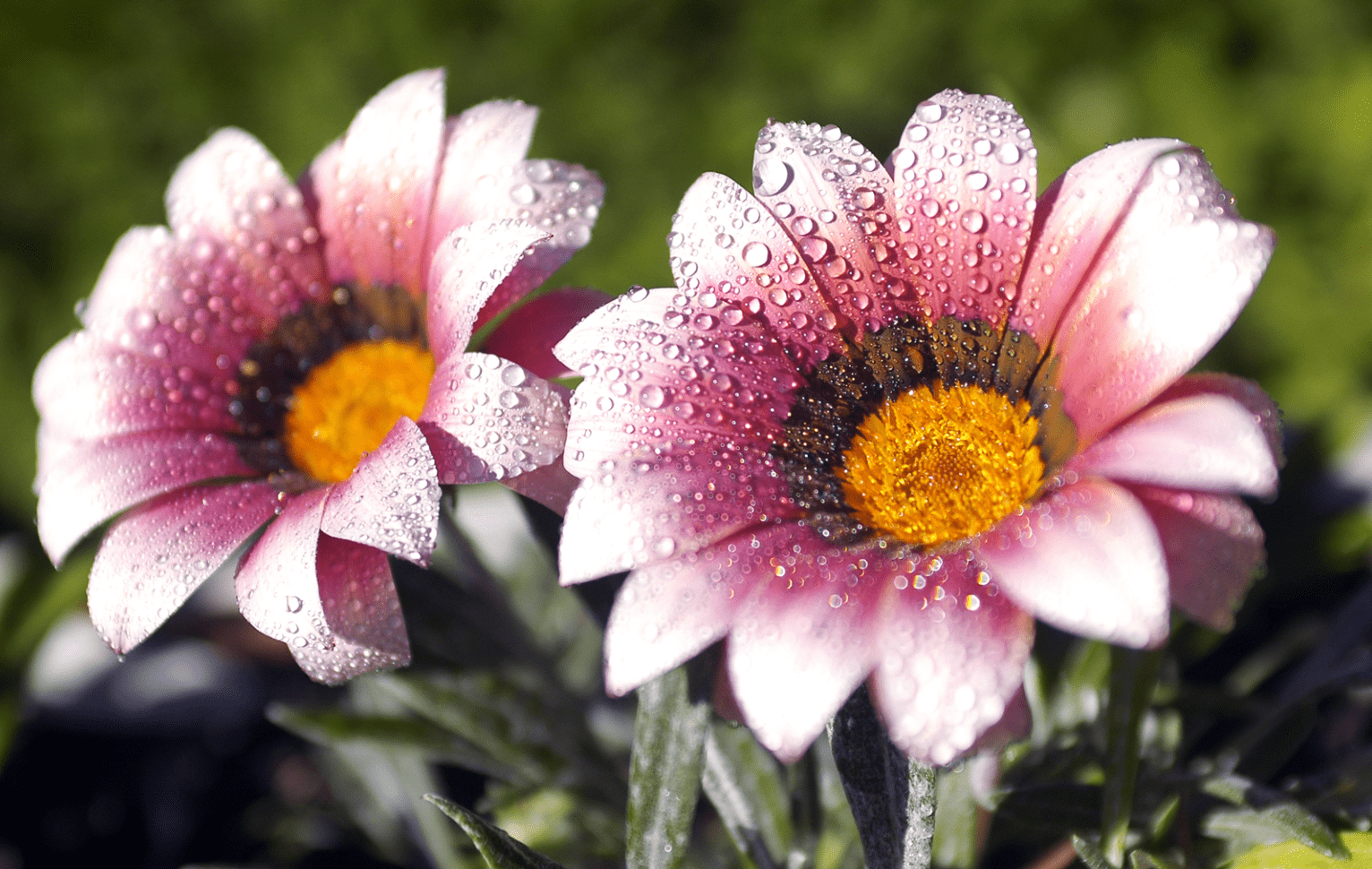 11月4日花朵盛开日，钩织温馨时光的新花朵